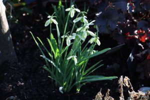 Snowdrop galanthus green tear