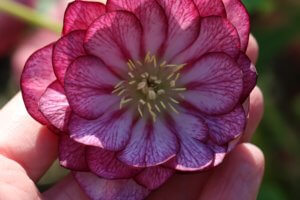 Hellebore