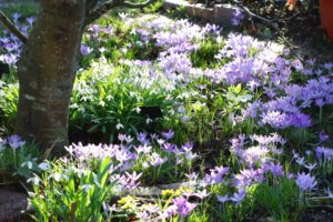 A carpet of crocus tomasianus in a wildflower area A carpet of crocus tomasianus in a wildflower area