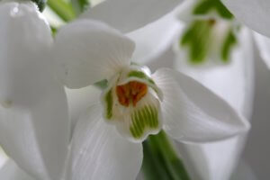 Galanthus nivalis