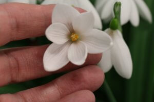 Galanthus seraph