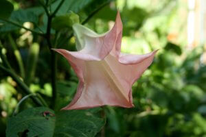 Brugmansia