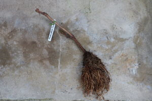 Bare rooted vine plant