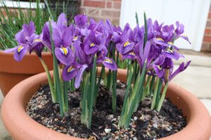 Iris reticulata 'scentsational'