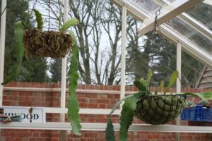 Epiphyllum in hanging basket.