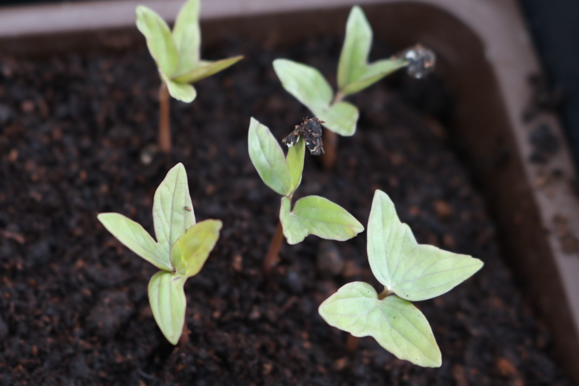 Ipomea quamoclit seedlings