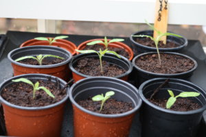 Tomato seedlings