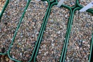 alpine seedlings