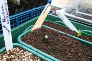 jacaranda mimosifolia seedling