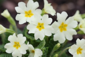 primrose primula vulgaris