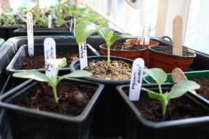 Melon seedlings