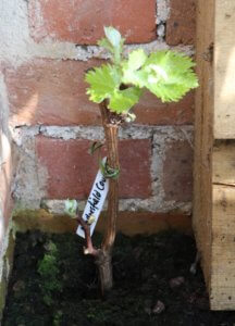 Vine in greenhouse