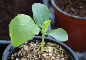Melon seedling