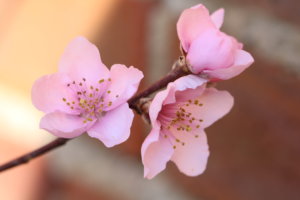 Nectarine blossom