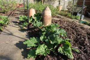 Rhubarb in vegetable patch