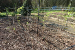 Raspberry canes