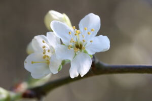 Victoria plum blossom