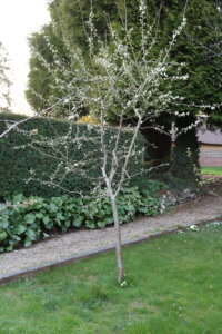 Victoria plum tree