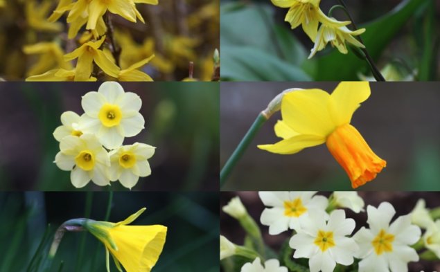 yellow spring flowers collage