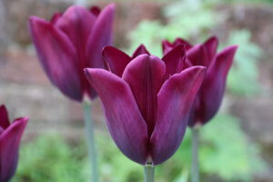 Tulipa Havran