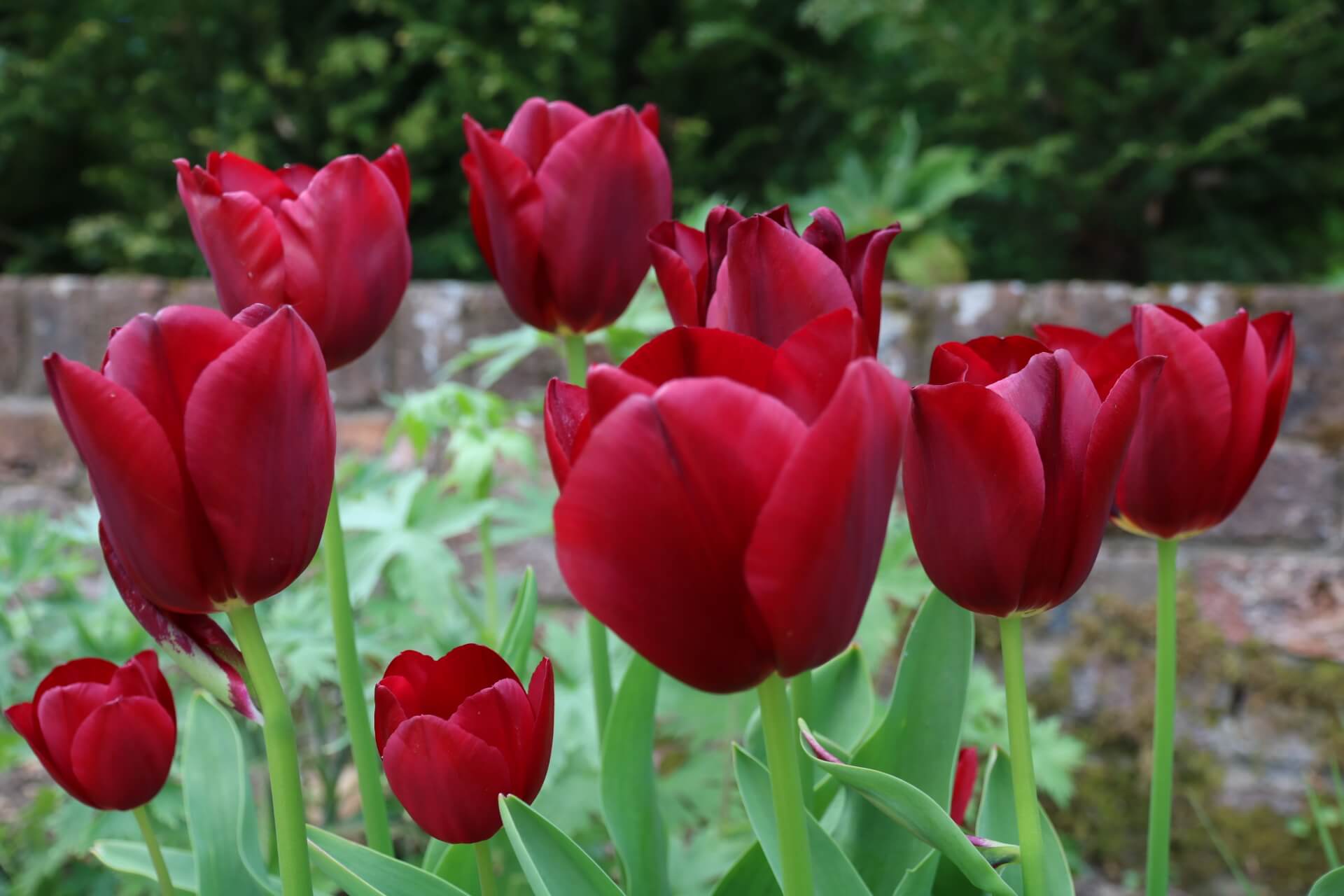 Great Garden Tulips The Tea Break Gardener