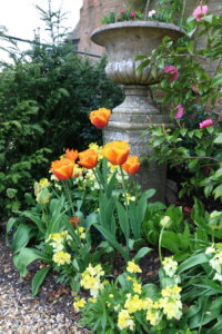 Tulipa Brown Sugar with wallflowers in a garden border