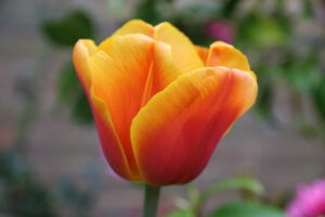 Tulipa Brown Sugar