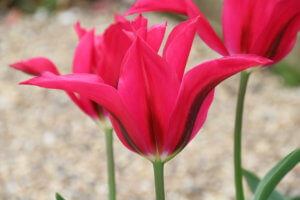 Tulipa Doll's Minuet