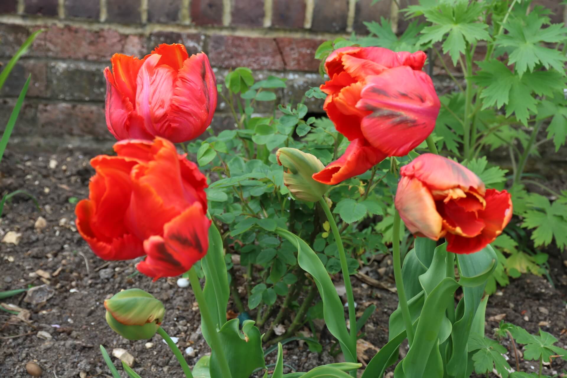 Great Garden Tulips The Tea Break Gardener