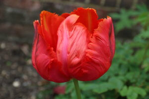 Tulip Avignon Parrot