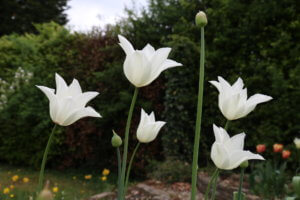 Tulipa White Triumphator