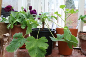 Pelargonium ardens