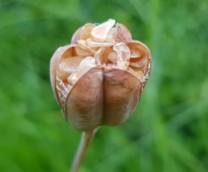 Snakeshead fritillary seedhead Snakeshead fritillary seedhead