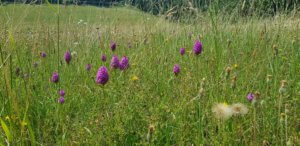 Common orchids in a british meadow