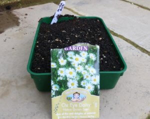 Ox-eye daisy seeds