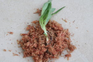 Dactyloriza plant