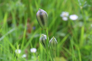 tulipa turkestanica seedhead