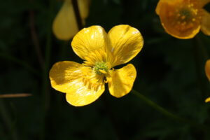 Close up of a Buttercup - ranunculus acris