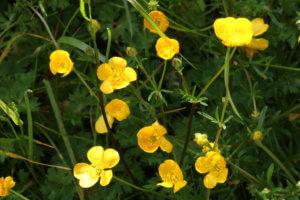Common buttercup - Ranunculus acris
