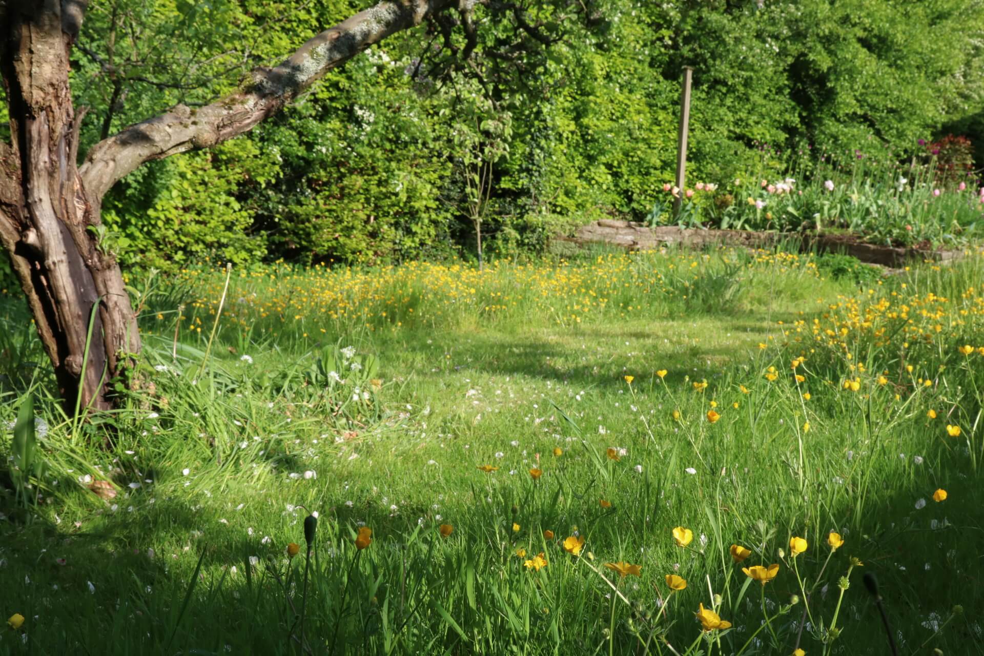 How to Install a Native Wildflower Meadow - GATHER & GROW