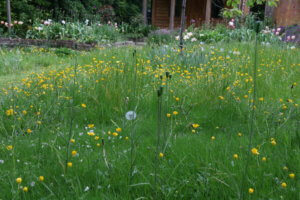 Snakeshead frilillary seedheads in meadow