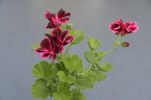 Pelargonium Lord Bute