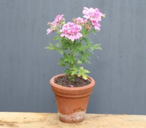 Pelargonium Sweet Mimosa