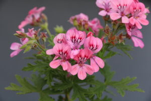 Pelargonium Sweet Mimosa