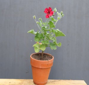 Pelargonium mystery
