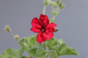 Pelargonium mystery