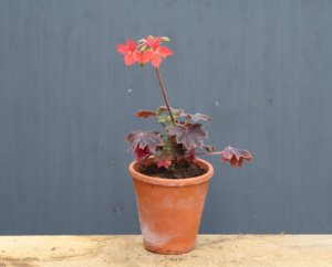 Pelgardini Chocolate Bush