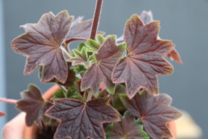 Pelgardini chocolate bush