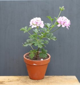 Pelargonium Madame Nonin