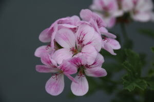 Pelargonium Madame Nonin